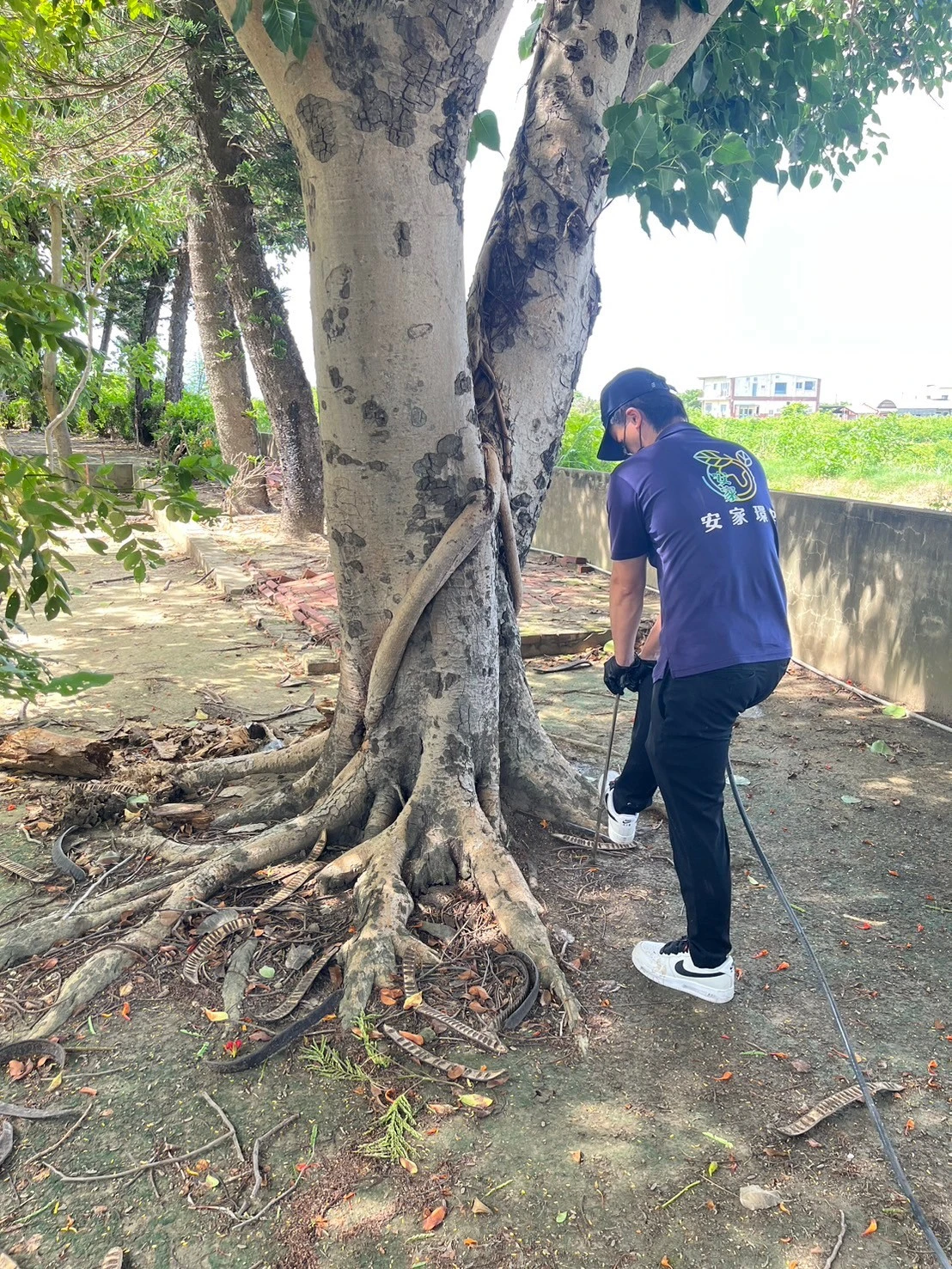 廟宇外樹林白蟻防治，安家環保助力保護神聖空間「台南白蟻防治成功案例」