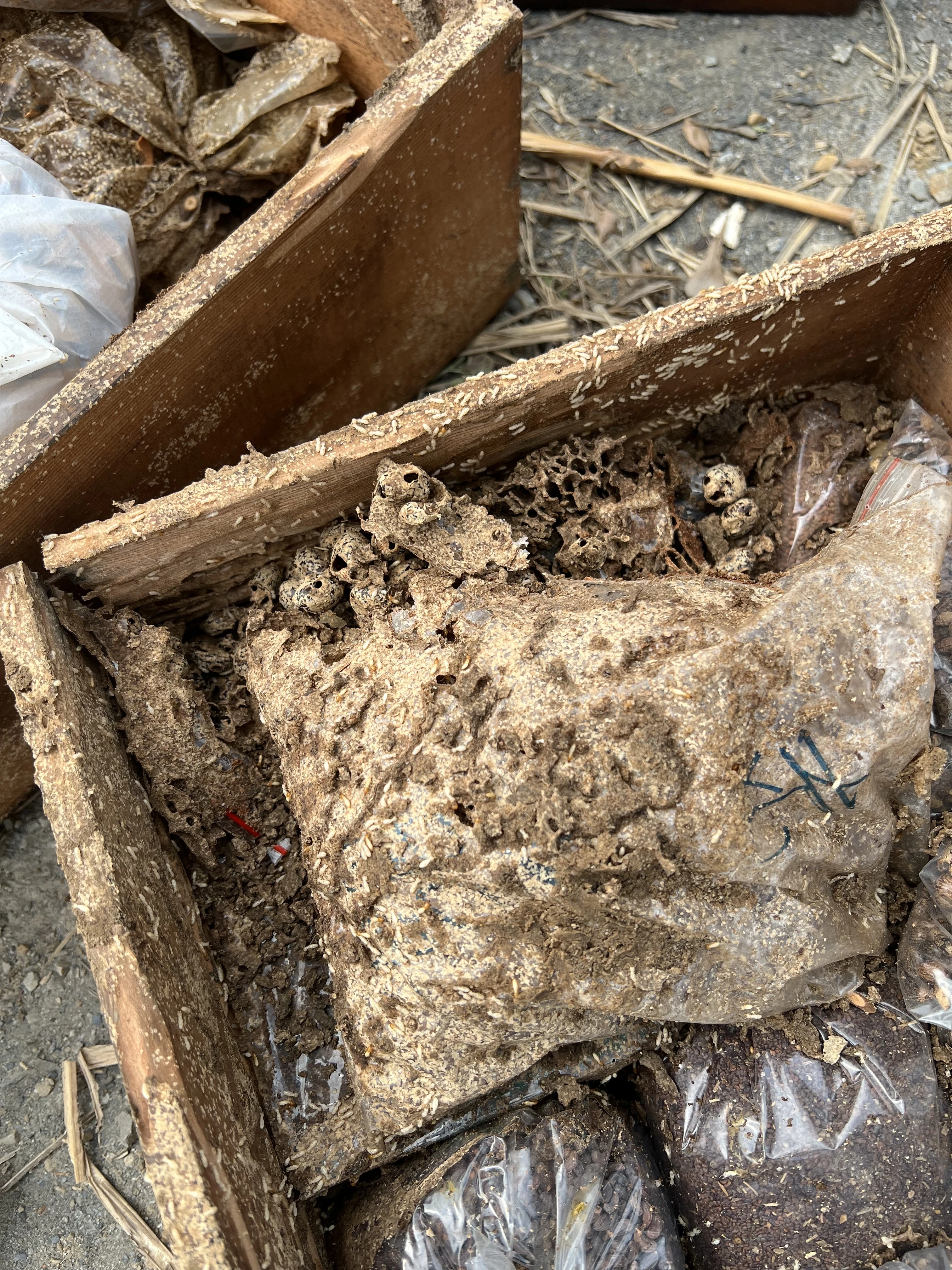 是白蟻入侵你家，還是你把家蓋在白蟻窩上？