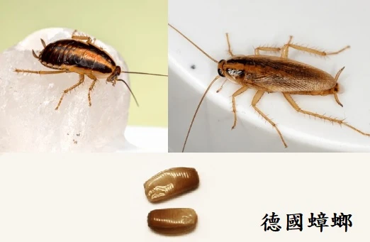 住家蟑螂哪種最常見？棕帶蟑螂與德國蟑螂特徵一次看懂｜安家環保除蟲專家
