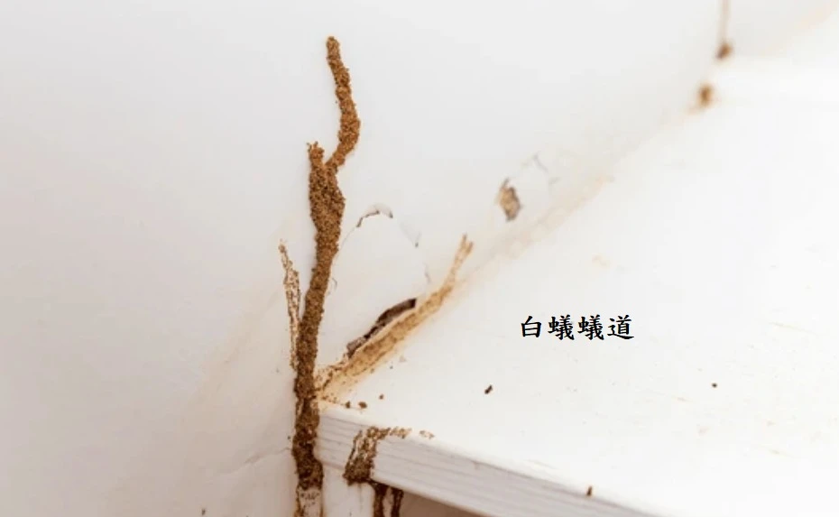 白蟻害裝潢全毀？租客不當使用引發蟲害，專業滅蟻真實案例公開｜安家環保