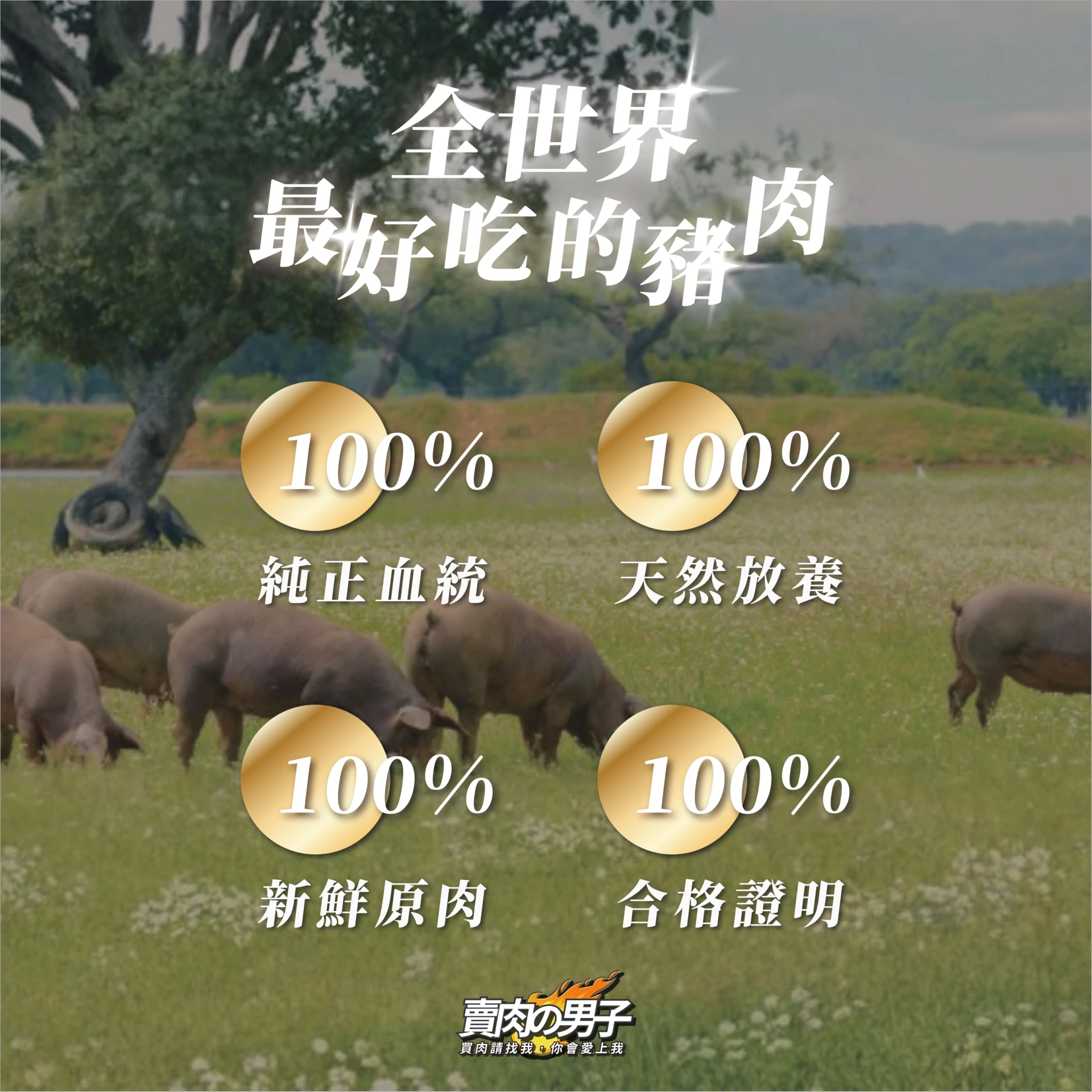 【特殊賣場】伊比利黑豚橡木子豬肋條／先聊聊再下單／原裝進口／台南賣肉男子