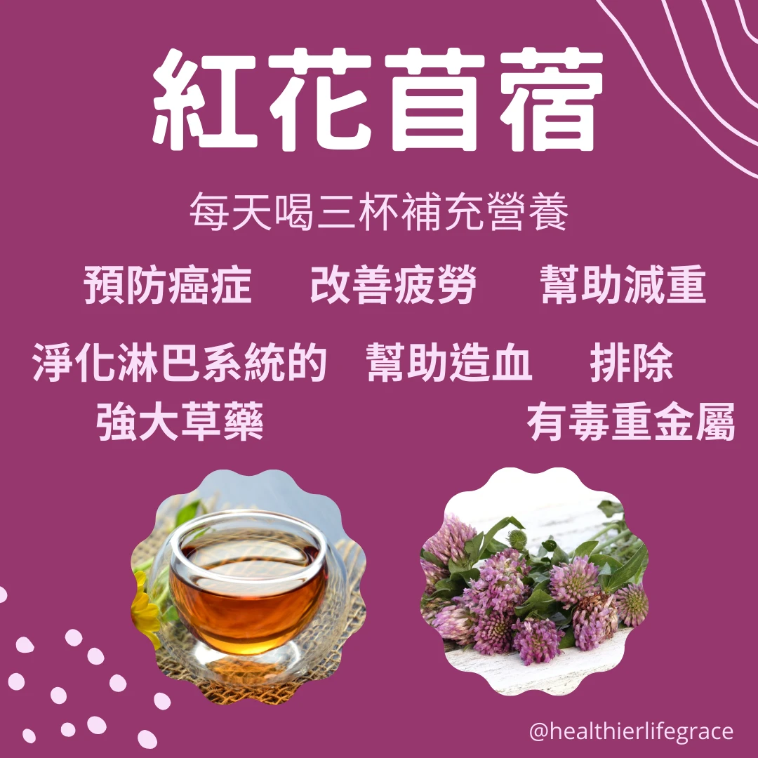 紅花苜蓿