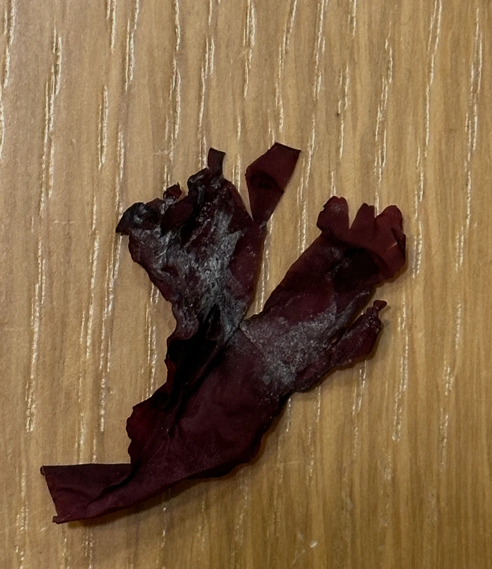 大西洋紅藻常見問題