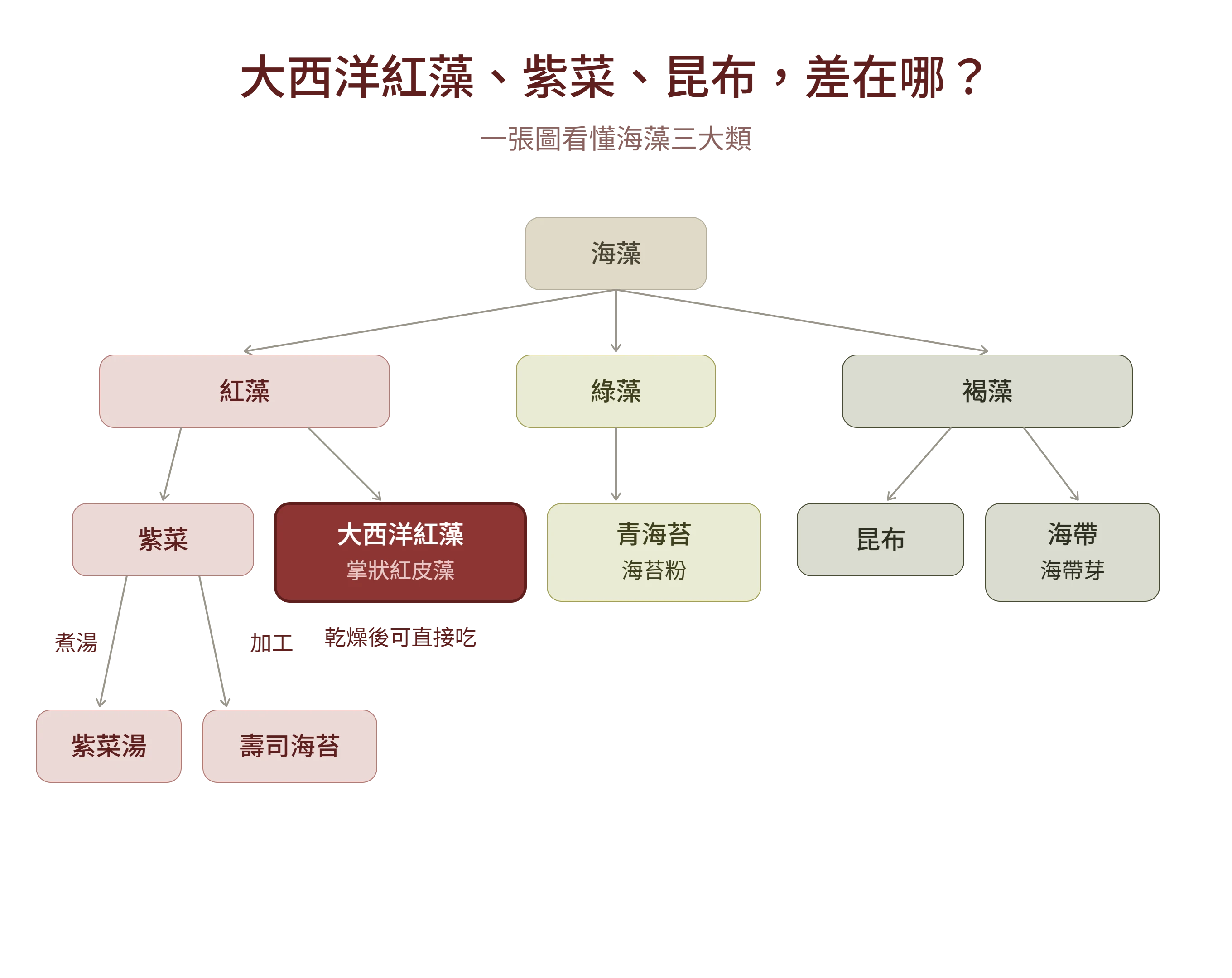 海藻分類圖:大西洋紅藻、紫菜、昆布分屬紅藻與褐藻,一圖看懂海藻三大類
