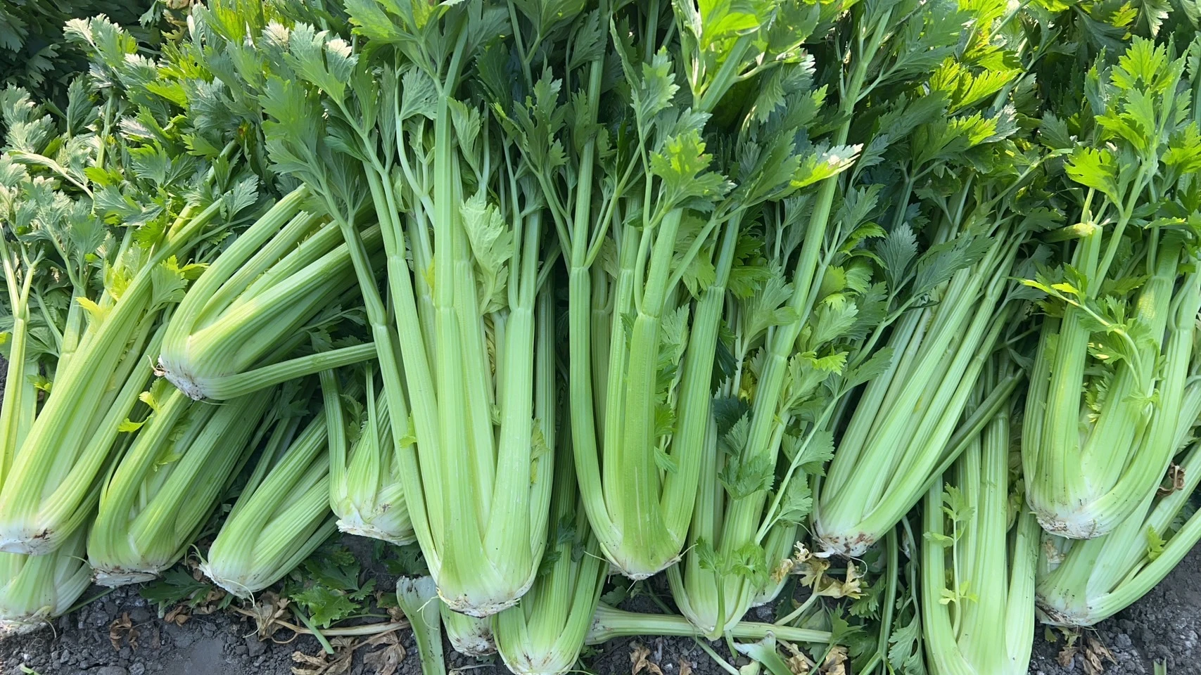 有機西洋芹菜（台灣產，今年已全部售完。）