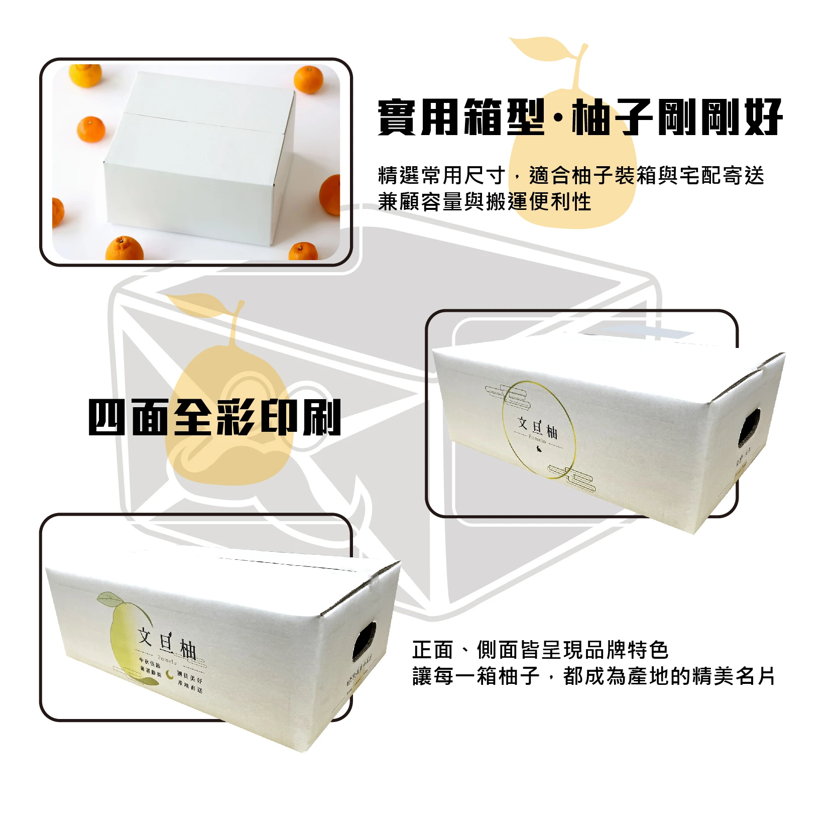 限量 文旦柚子箱V11