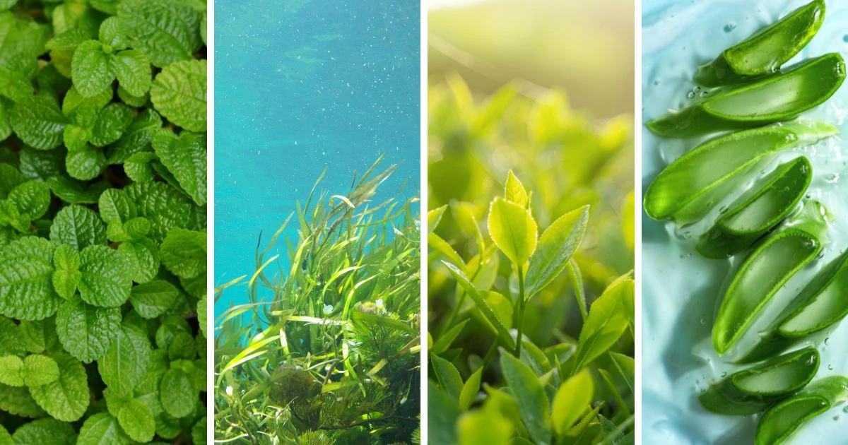 （左起）薄荷、海藻、綠茶、蘆薈等草本萃取物都有益頭皮健康。