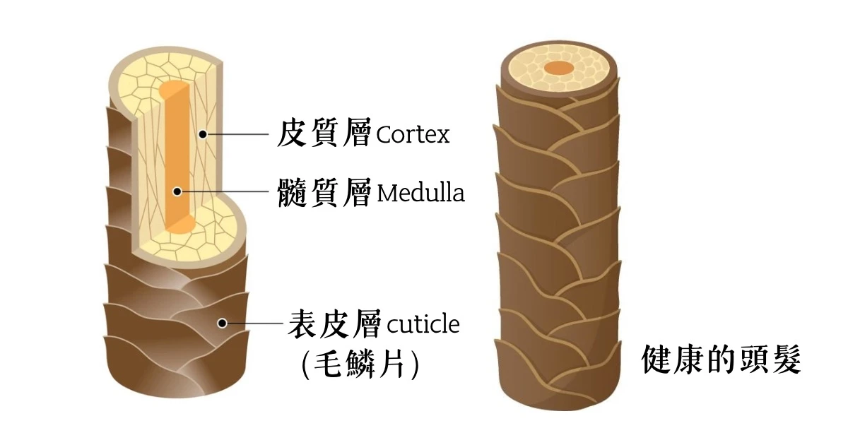 頭髮橫切面圖