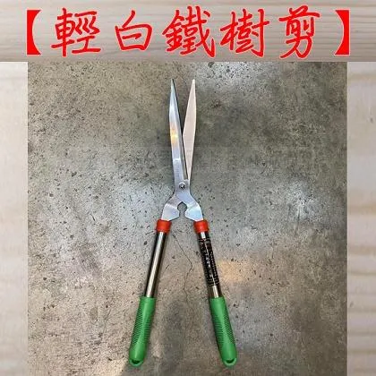 巨利嘴鳥 白鐵樹剪