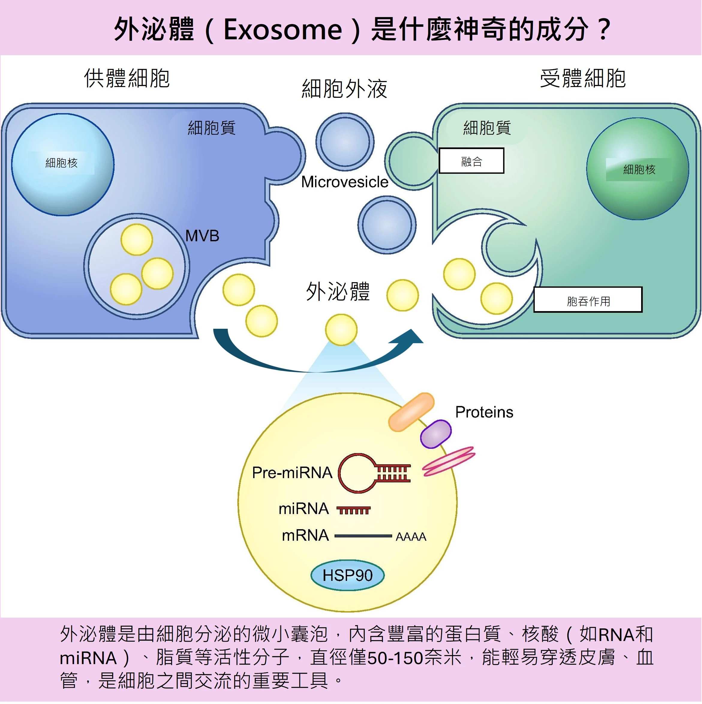 奈米大小的外泌體,富含蛋白質、miRNA和mRNA、生長因子等,透過胞吞作用,從供體細胞進入受體細胞