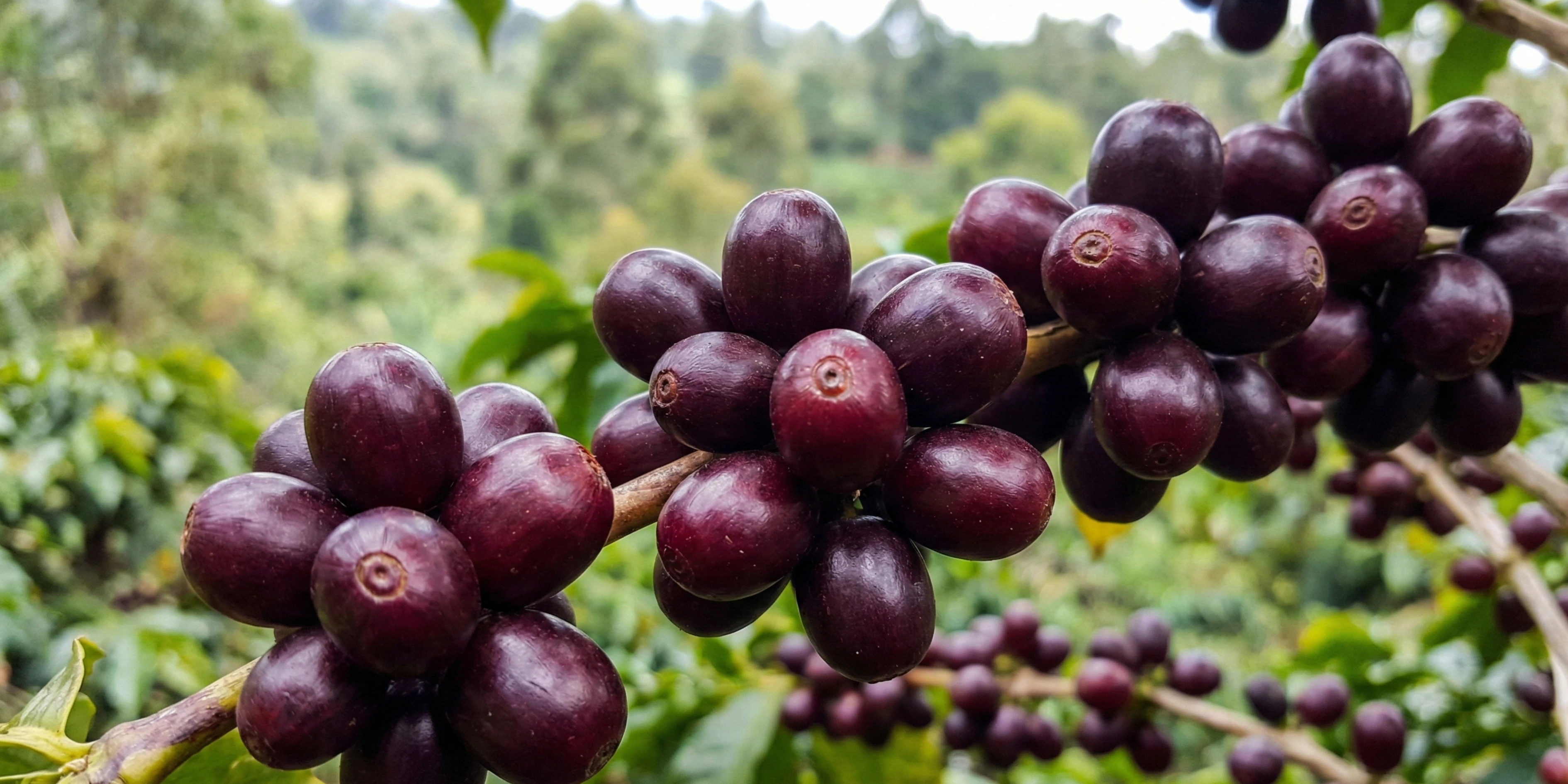 像喝黑森林蛋糕！衣索比亞藝伎「班吉麻吉」晚收日曬淺烘焙推薦無毒、新鮮、咖啡綠