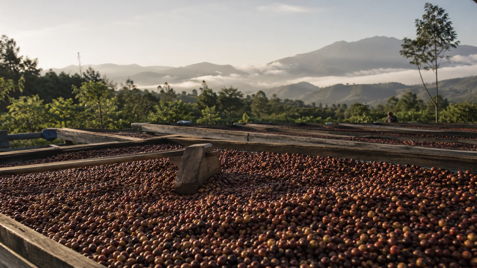 日曬處理咖啡豆與印尼亞齊 Gayo 高地意象