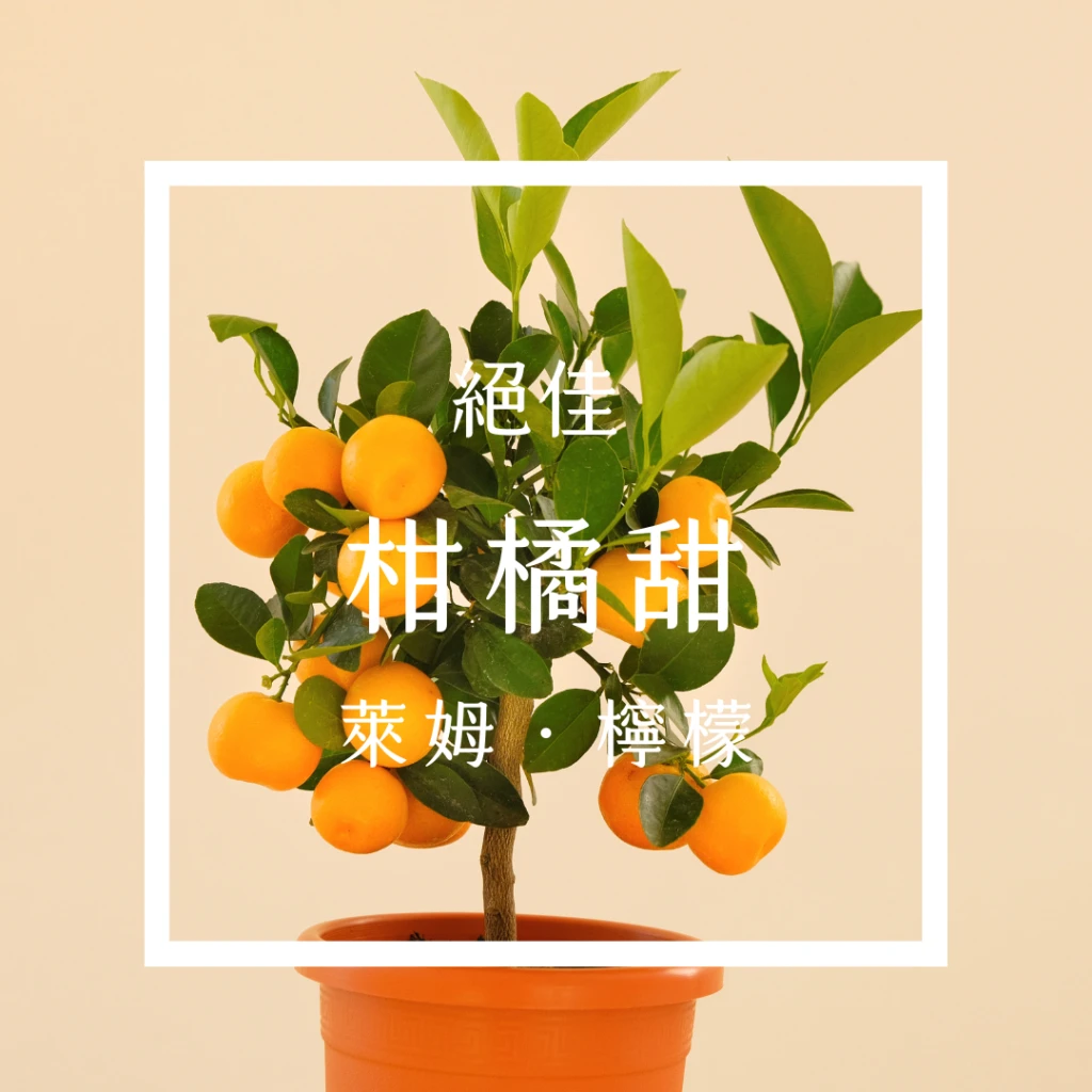 巴西咖啡豆-紅狐狸的蜜萊姆-酒香厭氧