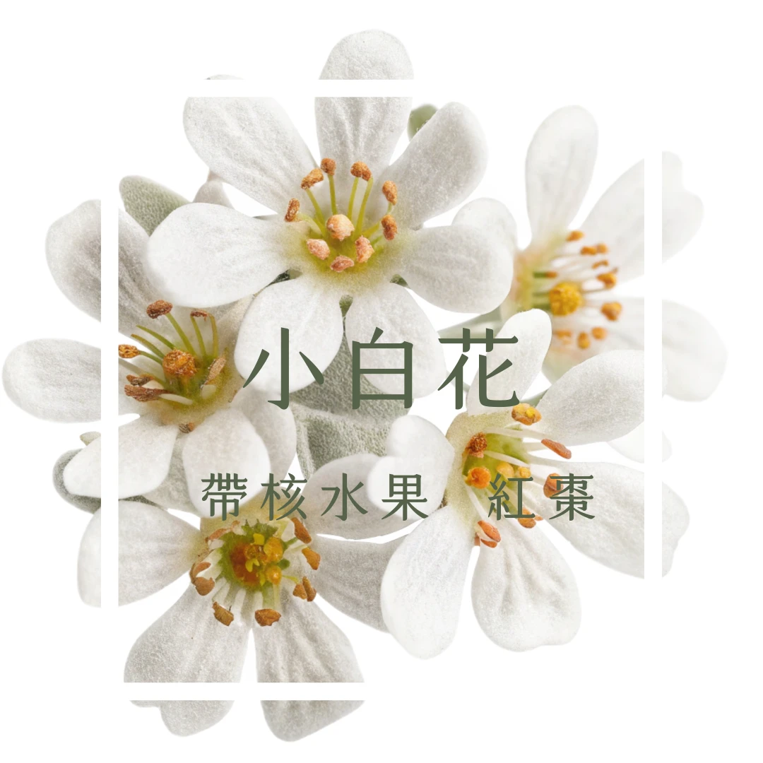 藝伎・暖玉｜瓜地馬拉 聖巴巴拉莊園．法漢尼斯 水洗藝伎