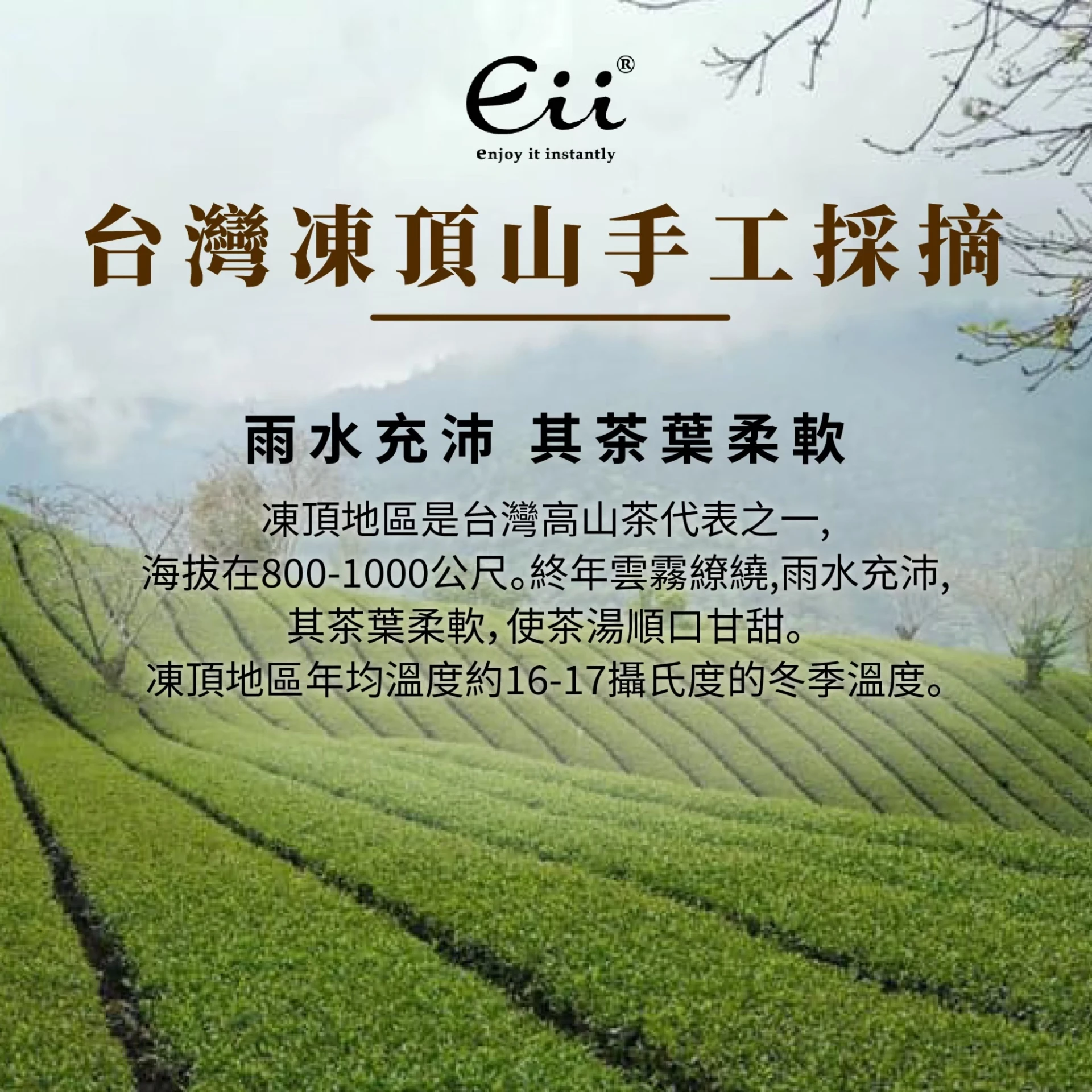 回回甘-碳焙烏龍茶 (3g)15入/袋