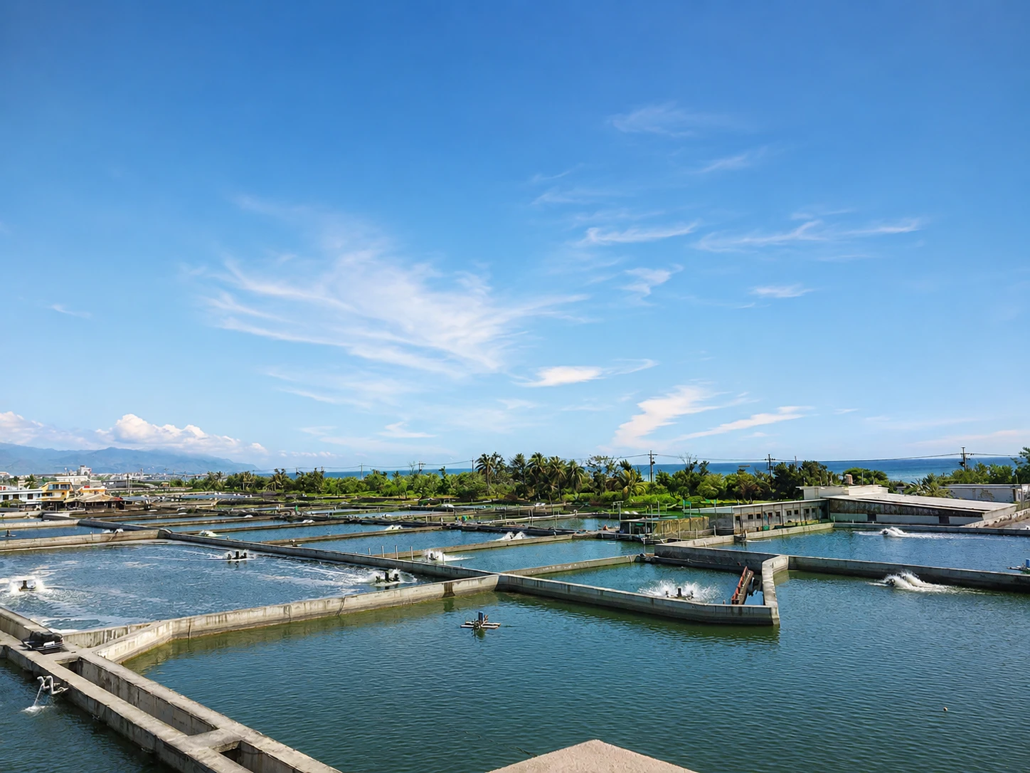 斑鯓BENSON 屏東枋寮龍虎石斑純海水養殖魚塭