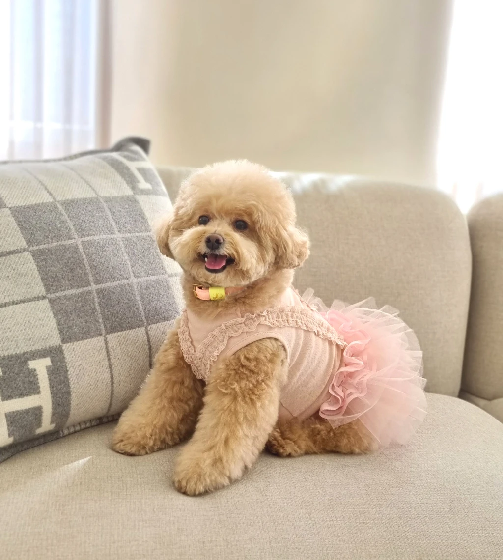 韓國Lili Pouent 手工真皮項圈-PASTEL PINK ℒ COLLAR