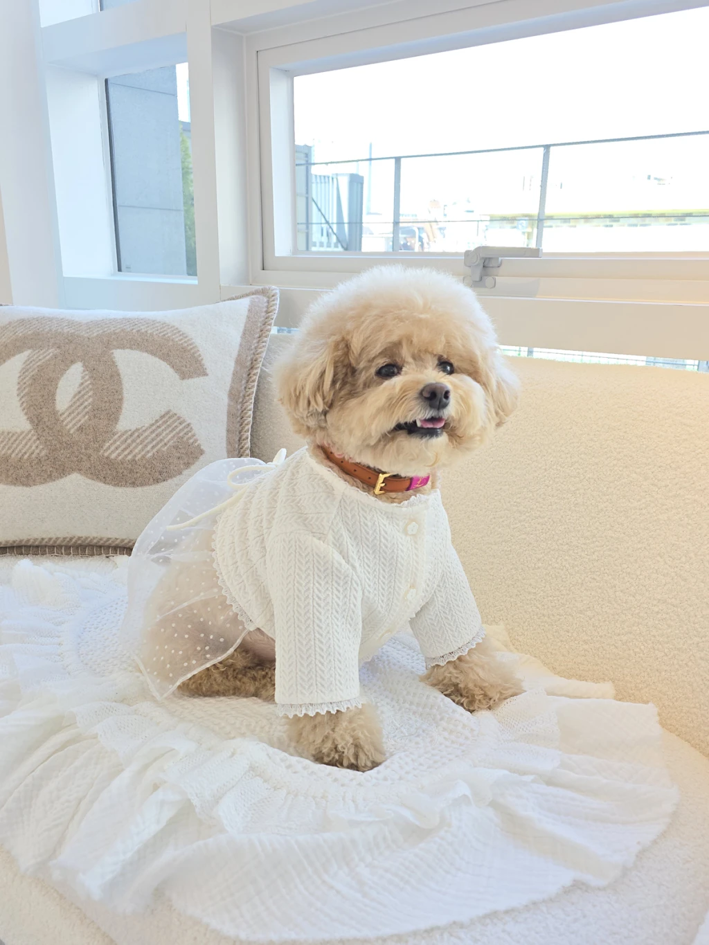 韓國Lili Pouent 手工真皮項圈-CAMEL ℒ COLLAR