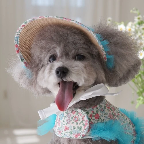 【pawfect.seoul】經典碎花太陽帽