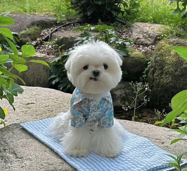 【SUERTE PERRO】Liberty Betsy雙排扣花襯衫-2 Color