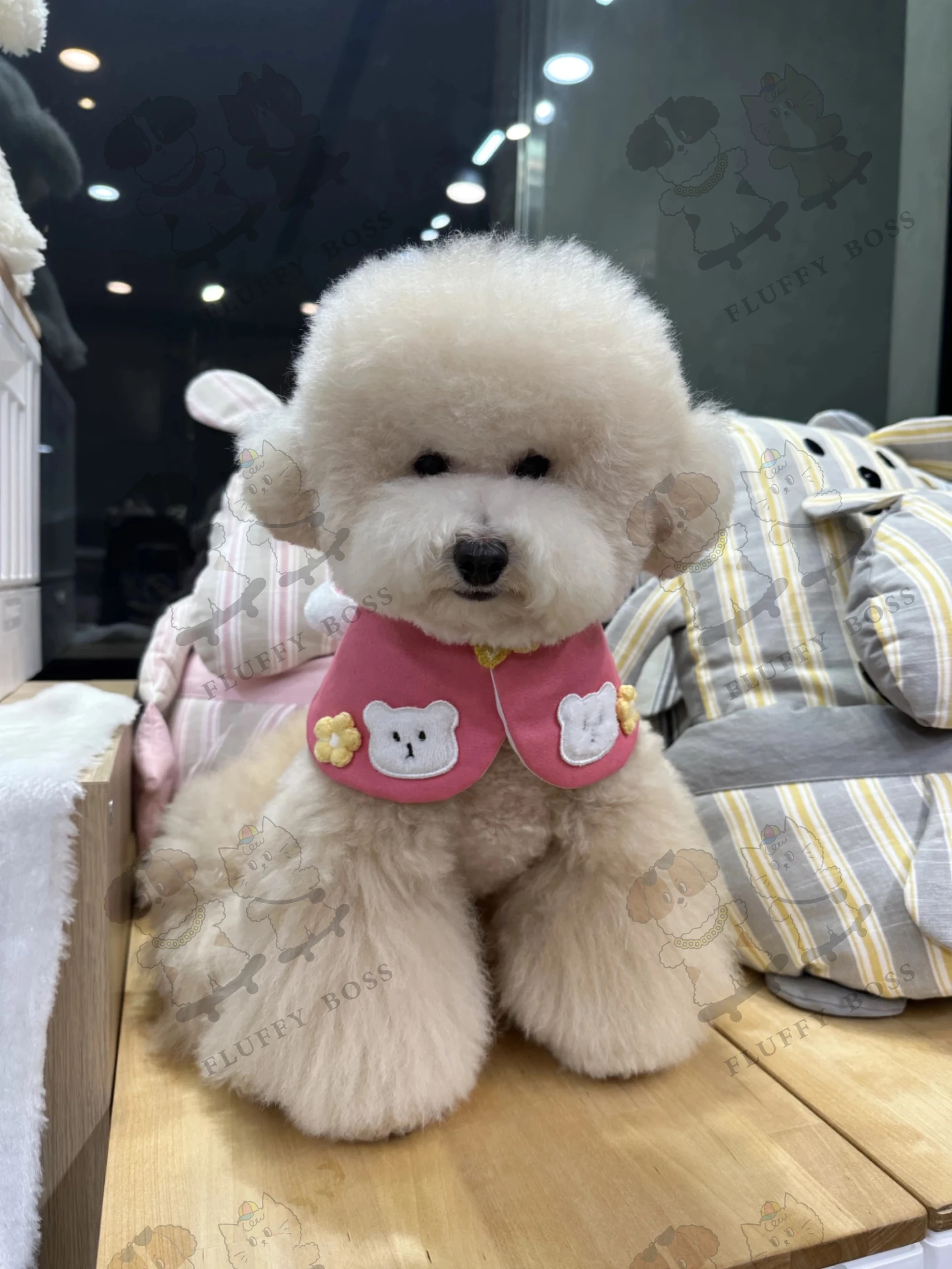 【Momoji】台灣限定領巾 Laffy Bear