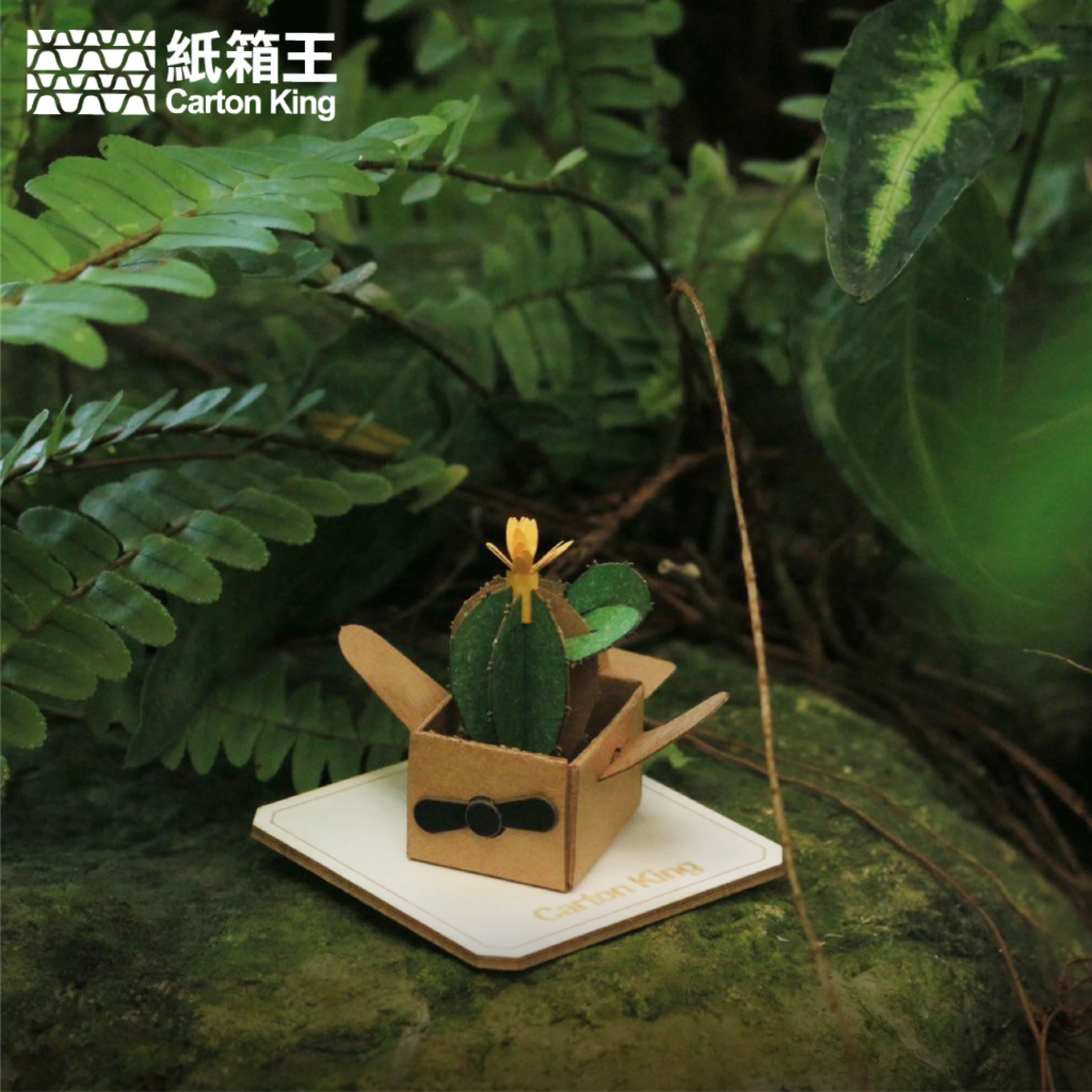 Mini Plant DIY-植栽系列 【共十款】