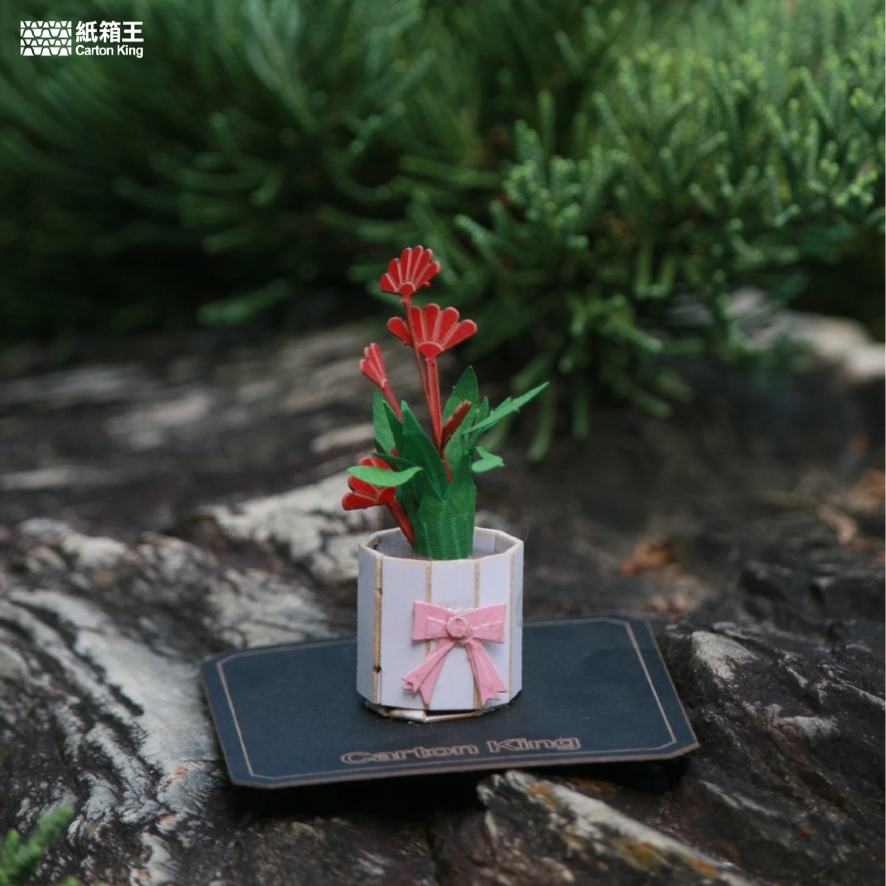 Mini Plant DIY-植栽系列 康乃馨
