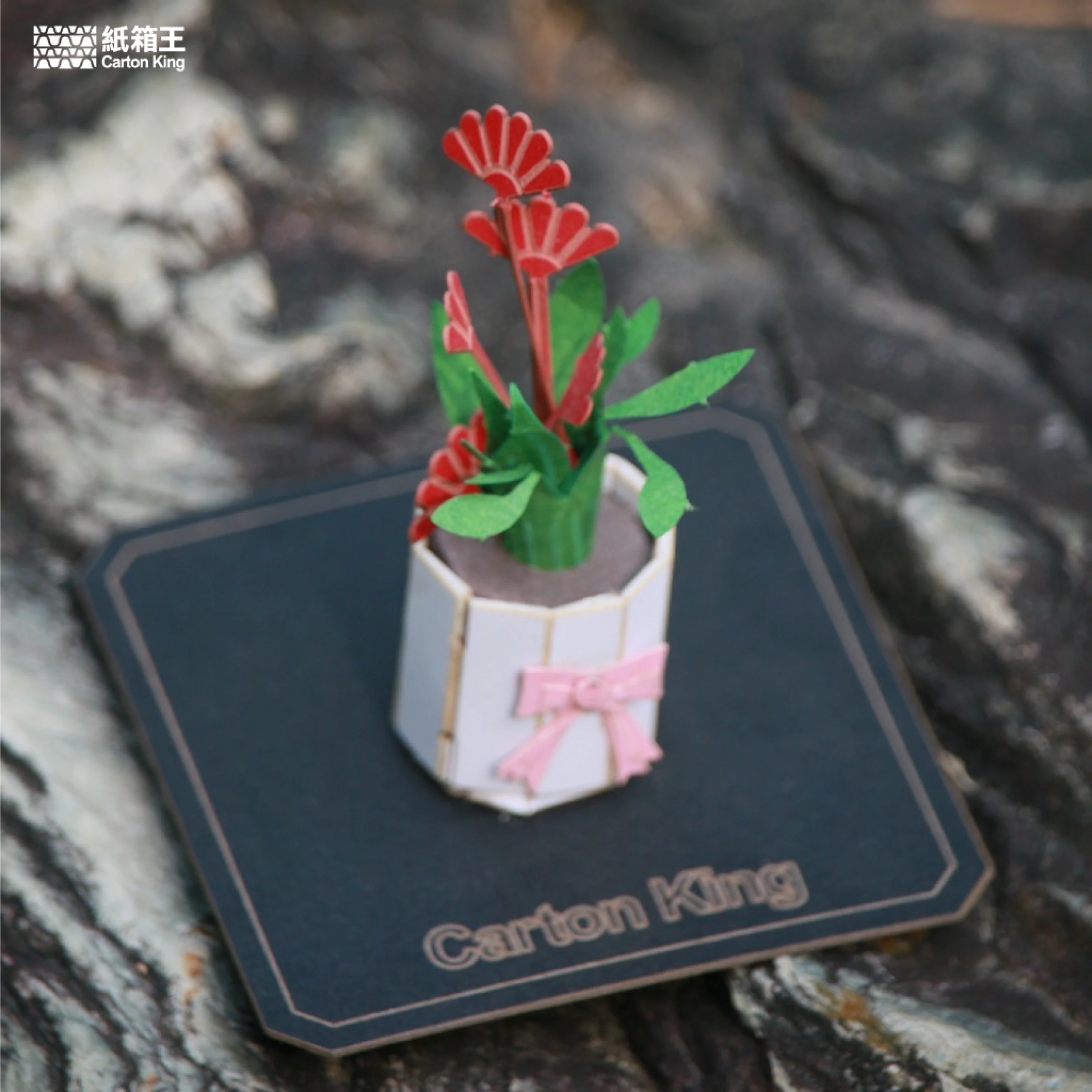 Mini Plant DIY-植栽系列 康乃馨