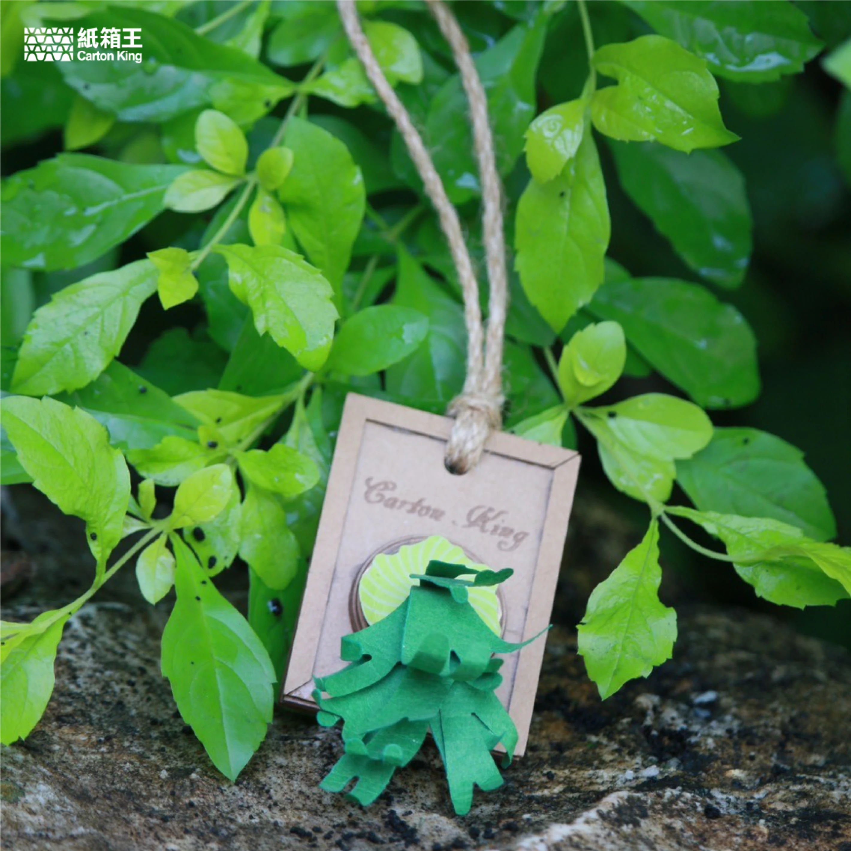 Mini Plant DIY-植栽系列 鹿角蕨