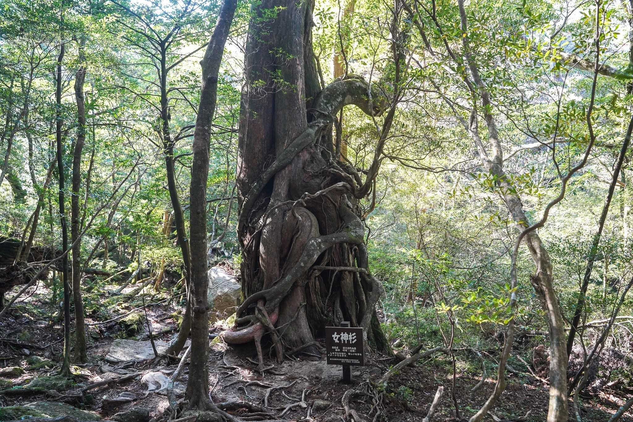荒野旅人 2023 年屋久島白谷雲水峽苔蘚森林