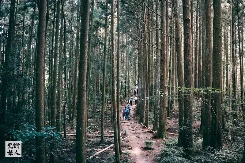 《杉木,迷霧,魔幻森林》 高島縱走一日單攻