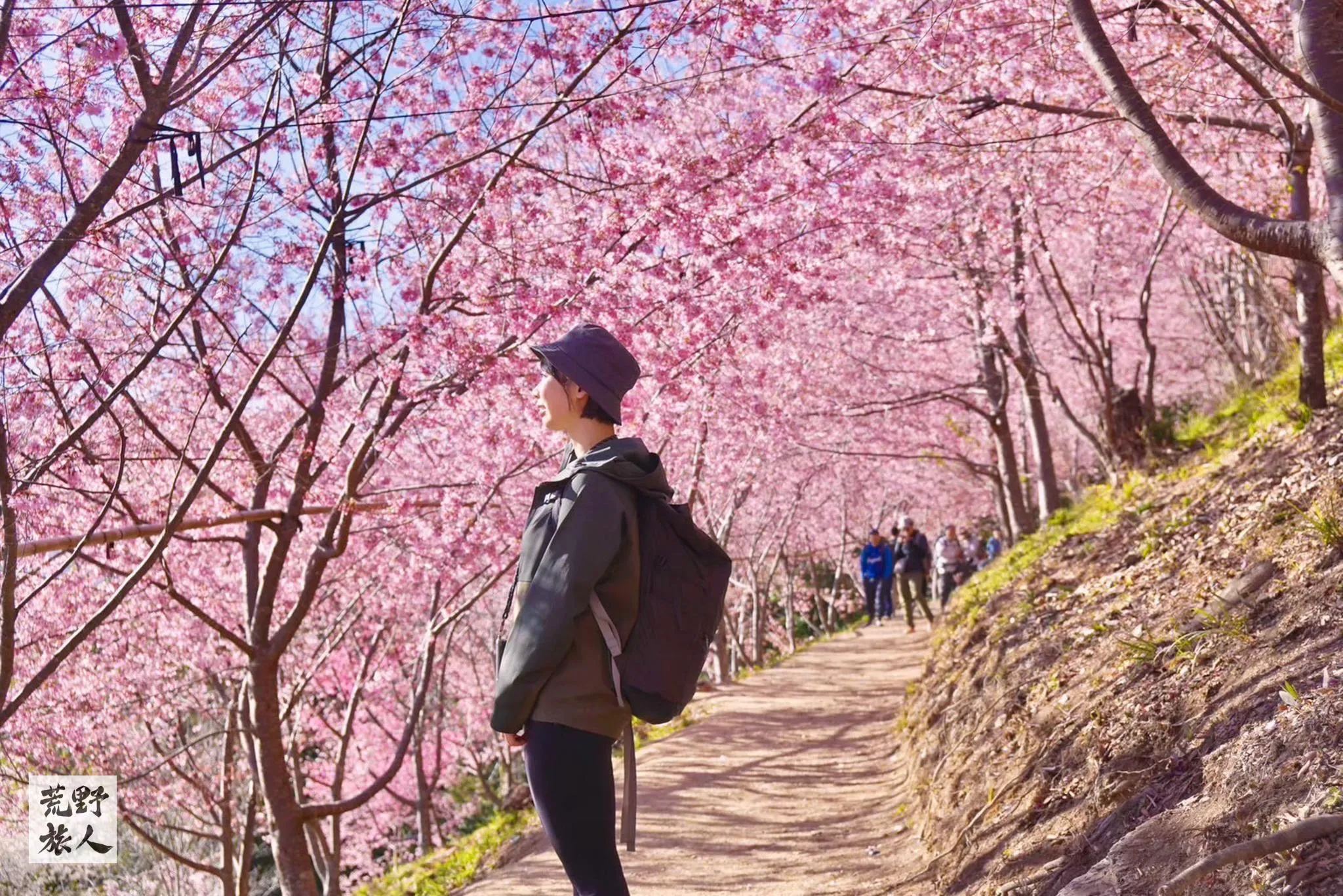 《神木,親子,上帝部落》司馬庫斯鎮西堡兩天一夜