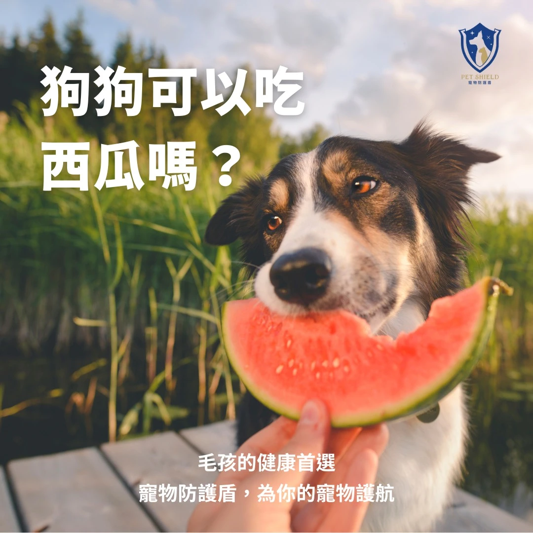 【健康零食的潛在風險與好處！】狗狗可以吃西瓜嗎？