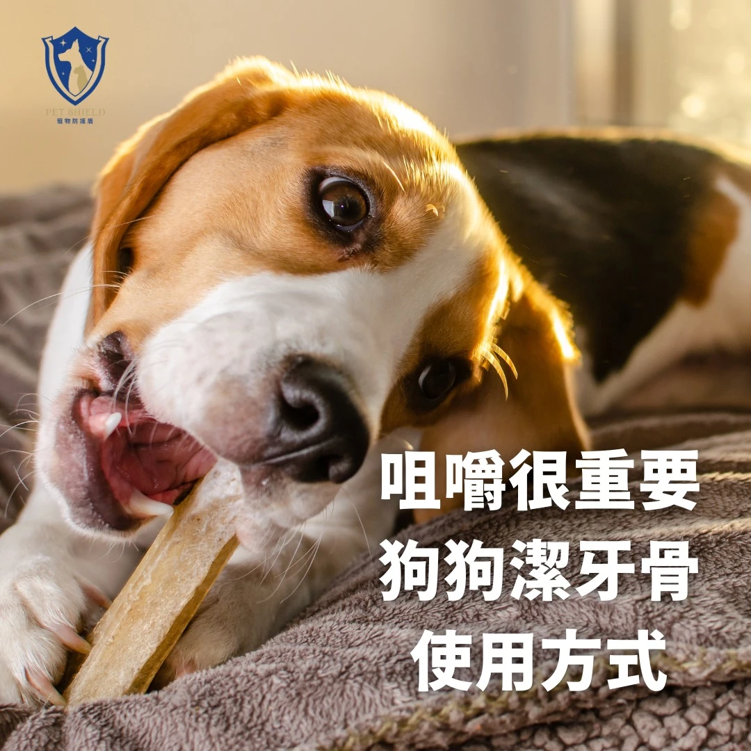 【咀嚼很重要！】狗狗潔牙骨使用方式