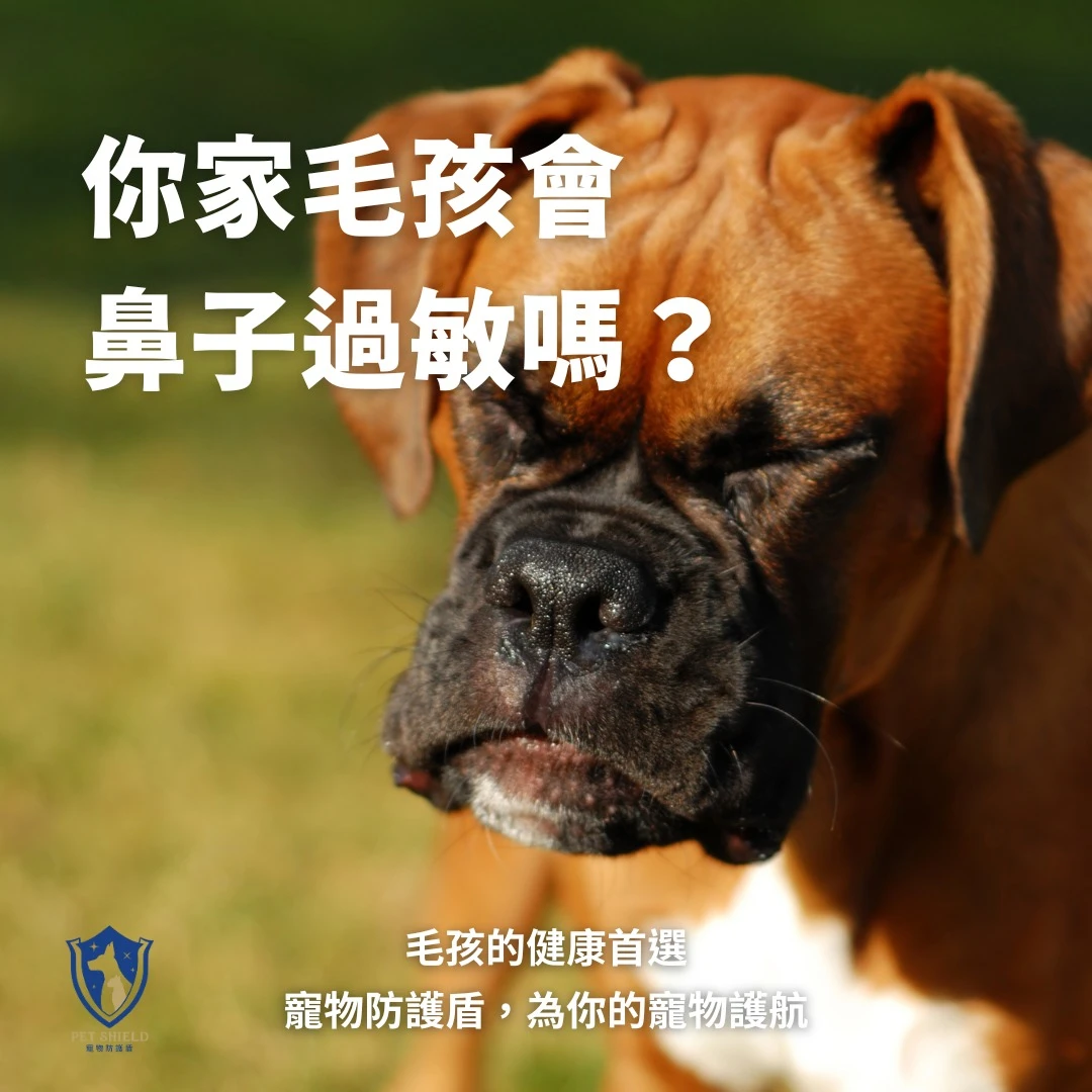 【毛孩鼻子過敏的徵兆與預防】你家毛孩會鼻子過敏嗎？