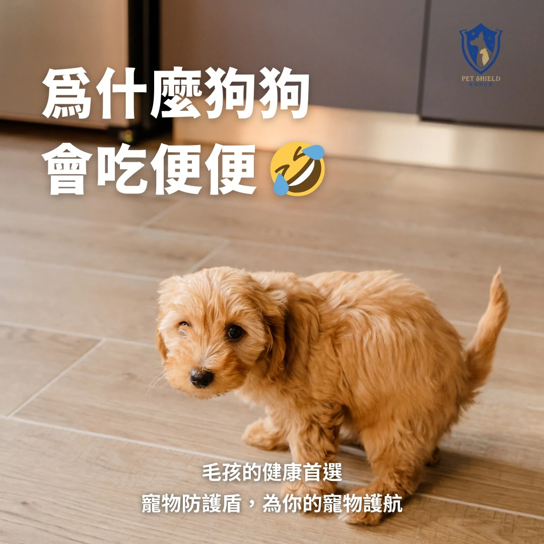 【為什麼狗狗會吃便便？】狗狗吃便便的成因及改善對策全解析