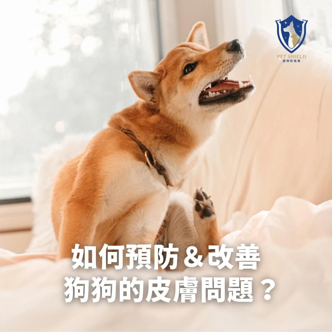 【飼主必知！】預防及改善狗狗的皮膚問題！