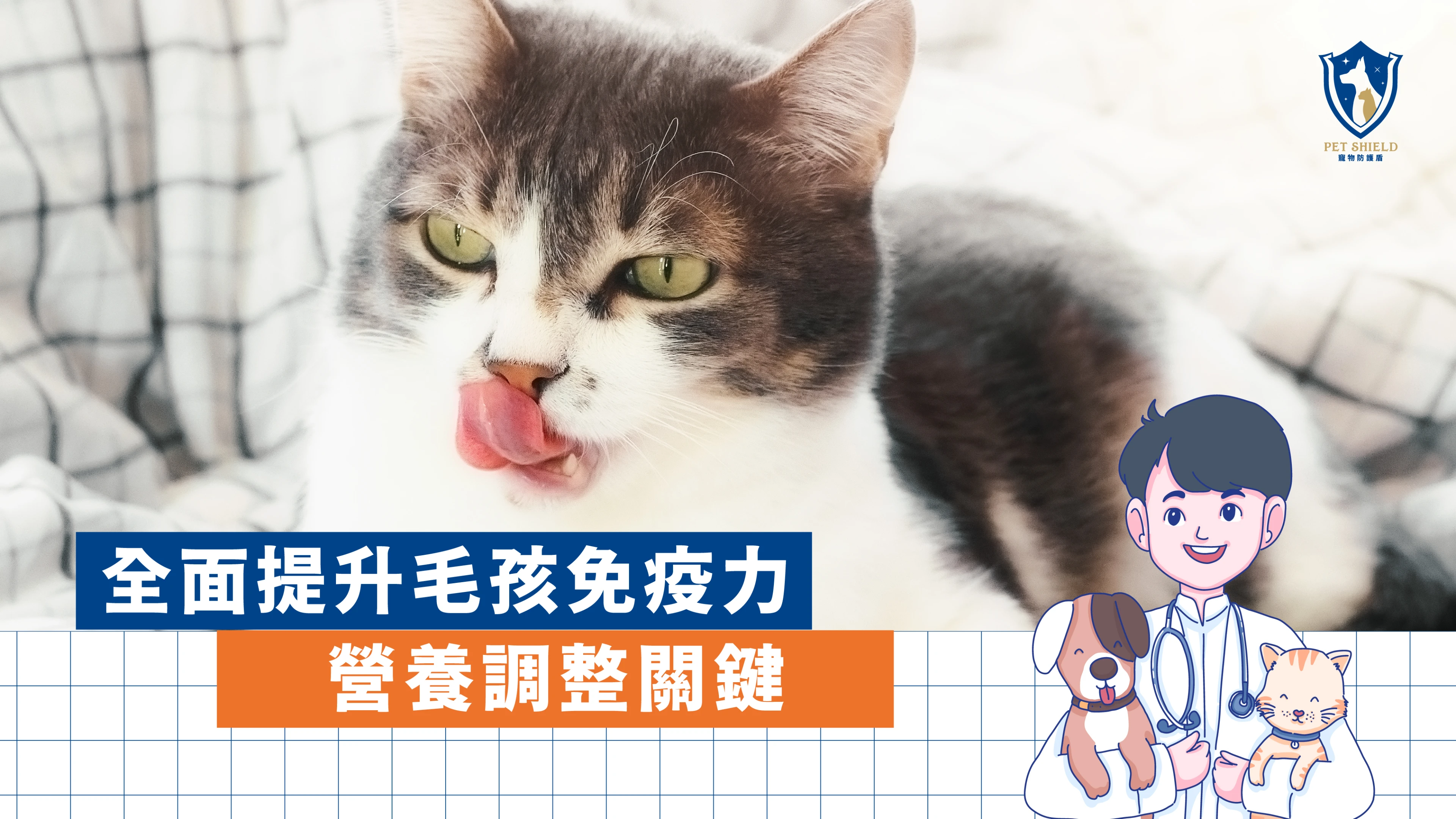 毛孩沒精神不是老了？獸醫解析免疫力營養關鍵