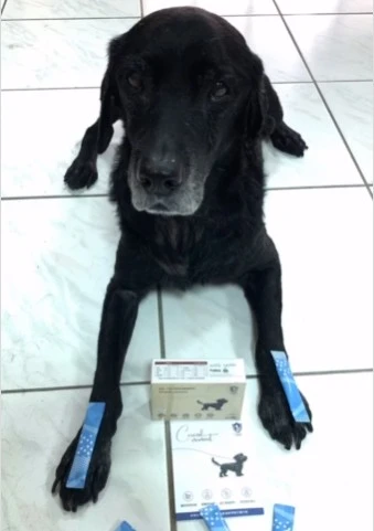 退役搜救犬腿哥的魚油日常分享｜《寵物防護盾 95.1% 高濃度魚油》