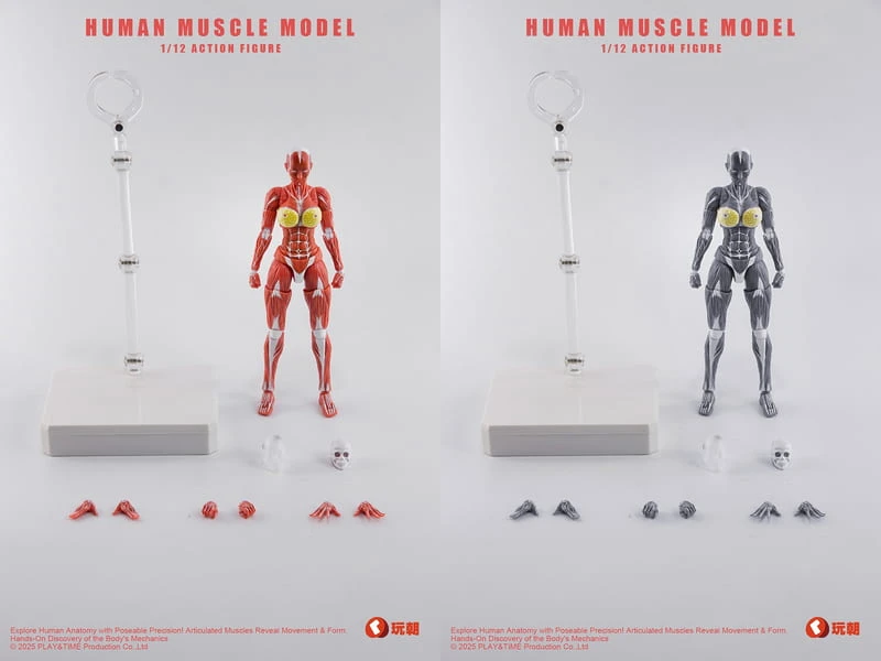 26年第四季預購 玩朝玩具 Human Muscle Model 1/12 肌肉人 女 分售