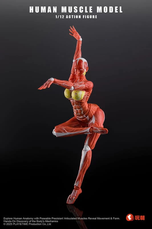 26年第四季預購 玩朝玩具 Human Muscle Model 1/12 肌肉人 女 分售