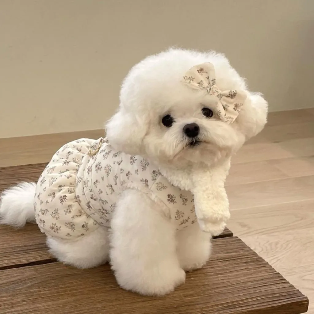 avce chiot 絨毛圍巾