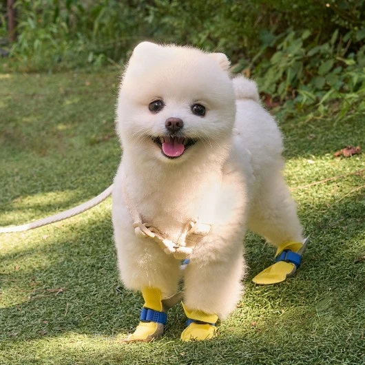 BAILEY 一次性狗狗外出鞋套