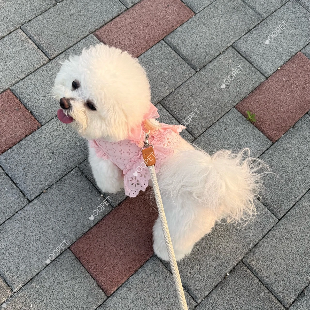 Pets&Me 鏤空蕾絲透氣胸背衣
