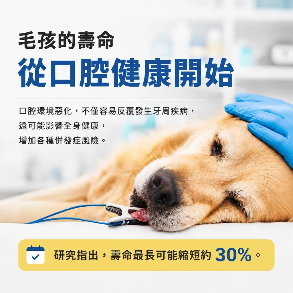 YourVet 寵物口腔凝膠 10g 犬貓適用 現貨