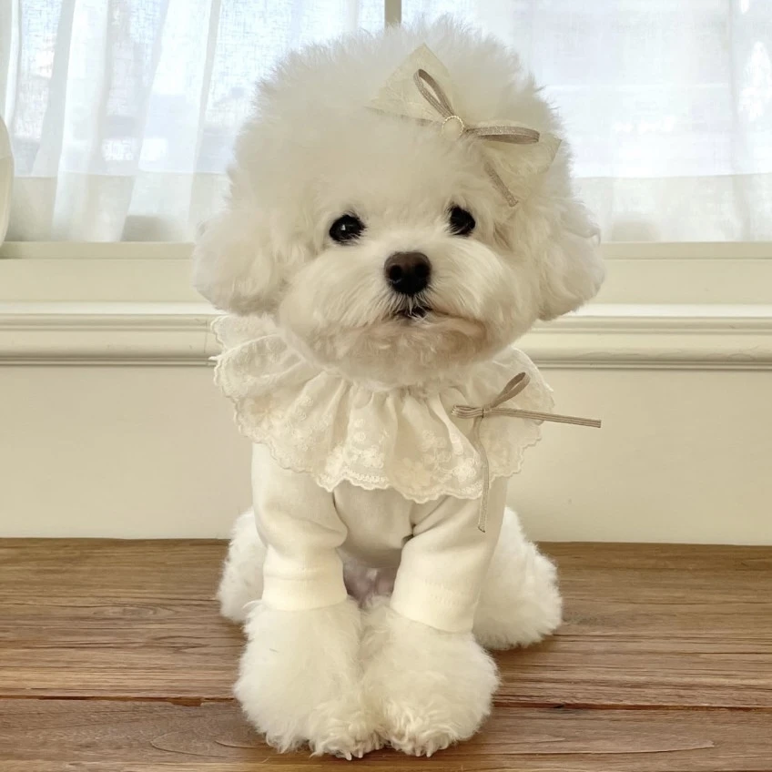 avec chiot 花朵蕾絲荷葉領上衣