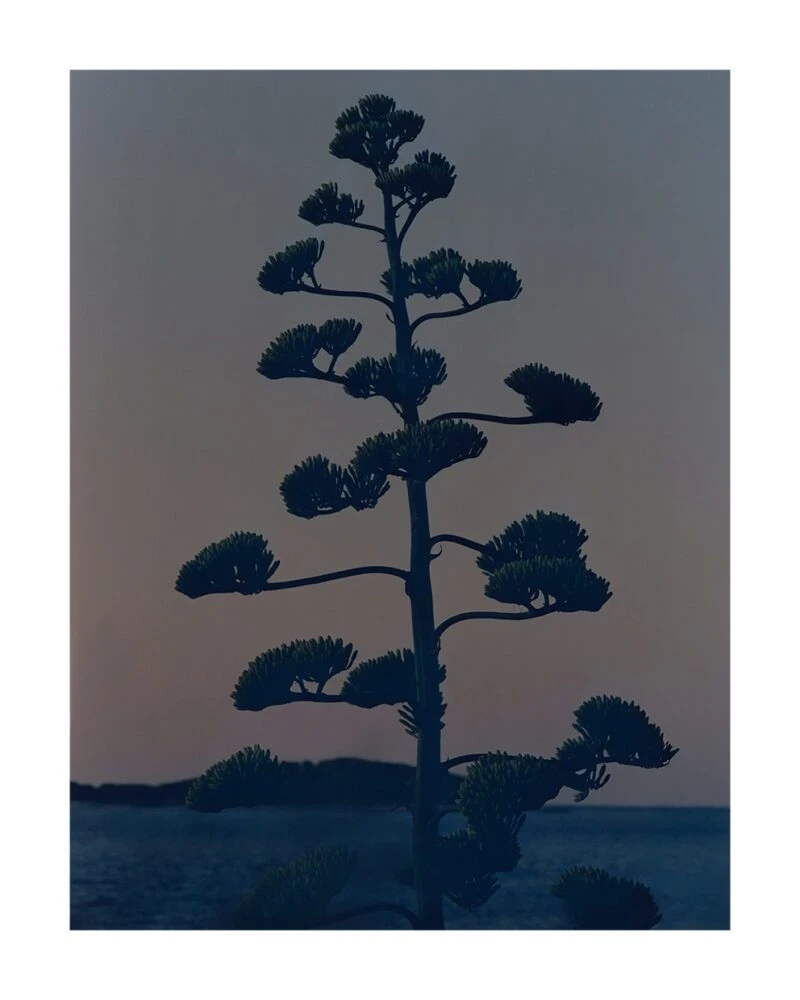 Hvar Agave Flower - The Poster Club 丹麥藝術海報(團購)