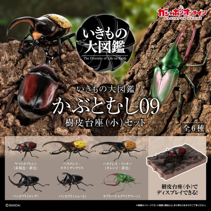 盒玩 生物大圖鑑 獨角仙 大兜蟲 09 木質底座 套組