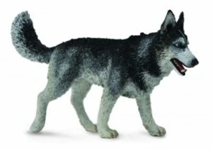 CollectA 動物模型 西伯利亞雪橇犬