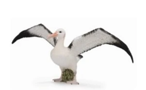 CollectA 動物模型 漂泊信天翁